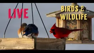 Winter Bird & Wildlife Feeder Camera