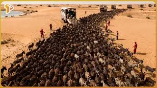 Wildlife Management Case Study: Long-Term Impact of Donkey Populations in Arid Regions