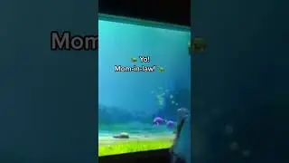Turtle Talk With Crush | Meeting Crush's Mother-In-Law