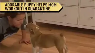 Coronavirus Quarantine Puppy Personal Trainer! | Localish