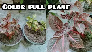 Iresine Plant/Care,Tips and Tricks /Full detailed video/#gardeningwithamna