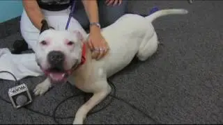 WMTR's Rock N Ruff with Louie