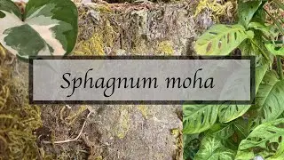 Ep. 202.: Sphagnum moha: Mire használom? Hogyan használom?