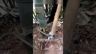 Bamboo Digging Shovel  The Ultimate Bamboo Cutting Tool!