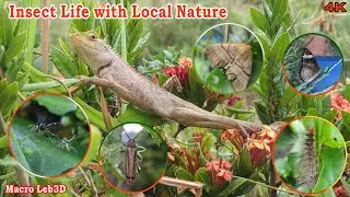 Insect life with local nature in Asia #nature #butterfly  #wildlife #insect #animals #life #cute