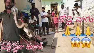 India# spectacle #venomous# cobra# snake #Chala big# size #trending #viral🐍🙏🙏🙏🙏🙏