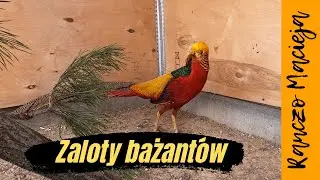 Zaloty bażantów złotych, golden pheasant #117