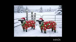 Loughan Moss lambs 2026