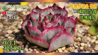 송구영신! 새해 첫날에도 사랑하는 다육이와 함께 힐링할까요?😍 26년1월1일 럭셔리한 저녁🌛다육이 실방에 초대합니다! #럭셔리다육 #다육방송 #다육판매영상 #다육판매방