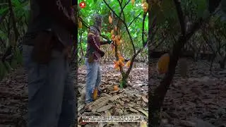 Long-Handled Knife Cocoa Harvesting: Efficient Pod Cutting in Dense Cocoa Trees