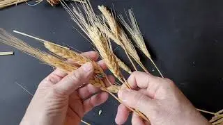 Cleaning and Sorting Wheat for Soaking and Plaiting.