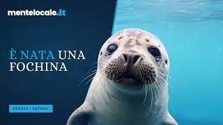 All'Acquario di Genova è nato un cucciolo di foca