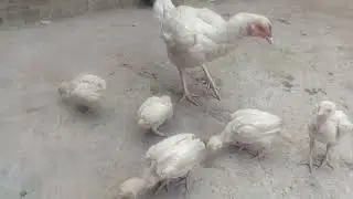 Daily vilonG aaj G #Hera# #Chickens# ka shoqe kary #Guinea# #ful# ka bhi #shoqe# kary