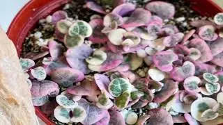 String of Hearts Propagation – Totally Unexpected Results!!