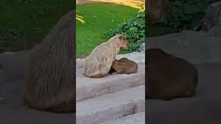 Капибары, викунья