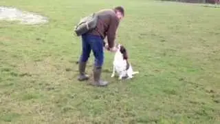Gundog training with Max the Springer Spaniel on a back retrieve with a dummy.