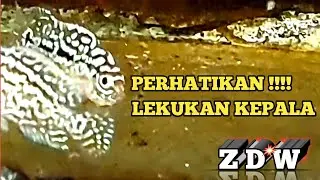 PERHATIKAN KEPALA NYA || BURAYAK LOUHAN KAMFA F2 ORI THAILAND
