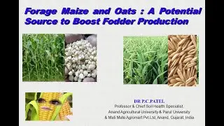 Forage Maize and Oats: A Potential Source to Boost Fodder Production by Dr.P. C. Patel