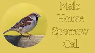 House Sparrow Male Call | | Male Sparrow Voice