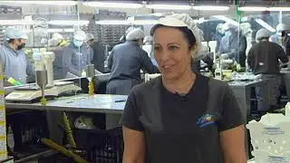 En la Vega de Antequera las campañas hortícolas se solapan durante todo el año