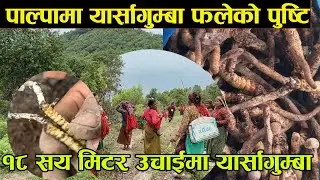 पाल्पाको जंगलमा यार्सागुम्बा ! हिमाली जडिबुटी तराई–पहाडतिर?yarsagumba palpa ma  | Yarsagumba