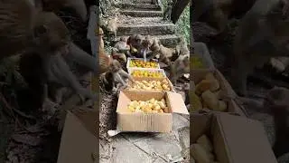 The monkeys attacked the fruit 🍑#monkey