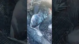 Commercial Fishing with @Tackle2thePeople for Black Seabass for Row 34