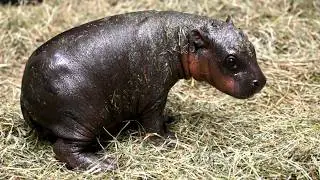 Meet Poppy the Pygmy Hippo &ndash; The Tiny Miracle Winning Hearts Worldwide!