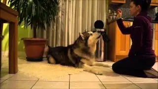 Alaskan Malamute Obedience Training