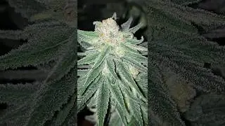 Wedding Cake (Triangle Kush &times; Animal Mints) @ Sticky Crystals