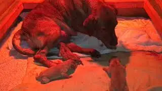 The Birth Of Our Super Cute, Fox Red Labrador Puppies !