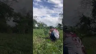 Dagdag tanim kalamansi tayo mga ka-agri:)👊🍀