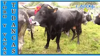 toro tudanco  ( 00006 )