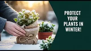 How to Protect Plants in Winter, Gardening Tips for Beginners