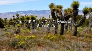 Arthur B. Ripley Desert Woodland State Park