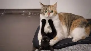Unexplainable Cat Behavior - Funny Cats Compilation