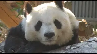 決めポーズがカワイイ神戸のジャイアントパンダ・タンタン　2019.12.12&13