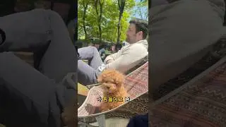 강아지 공원 가자 🐶🌴 #릴스영어 #영어릴스 #영어공부 #외국인 #교포  #흡입기 #천식 #댕스타그램 #강아지 #푸들스타그램 #호두 #카페 #오므론 #네블라이저 #카페