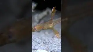 The Robust Ghost Pipefish in the Wild - #Shorts