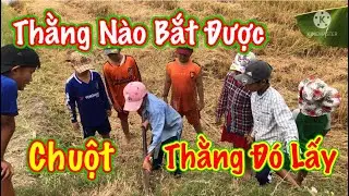 QXTV-Cảnh Mấy Em Bắt Chuột Trong M&ugrave;a Gặt L&uacute;a