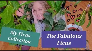 Check Out My Ficus Collection!!  10 Varieties - Care Tips & More!!