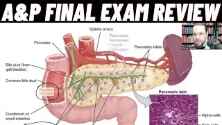 A&P Final Exam Review Part 4