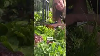 The right companion plants make all the difference✨ Try these next to your salad #garden #plants