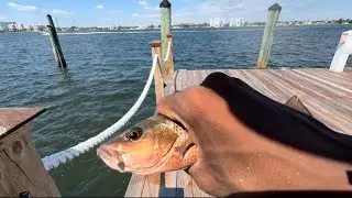 Old Spot, New Catches &ndash; Fishing West Palm Beach Again