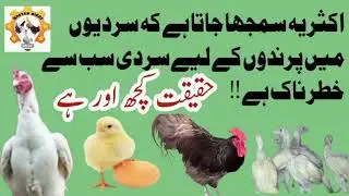 کیا سردیاں پرندوں کے لیے خطرناک ہوتی ہیں؟ | Birds Winter Survival | Master Birds 