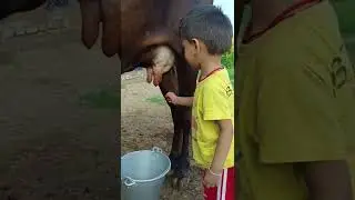 choti choti gaiya funny videos #cow #animals #gorkhpuriyabhauji
