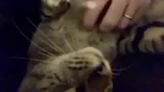 Purrrrrfect Cat
