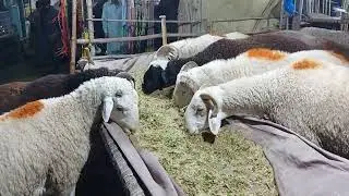 Lahore Mandi lag gai | Shahpur kanjra Mandi Lahore 2022 | Mandi vlog | Live soda | Range vlogs