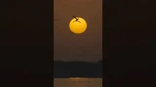 beautiful sunset 🌇 #nature #shorts #viral #trending #wildlife #4k
