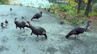 Turkeys Growing Nice Beards 🧔🦃 